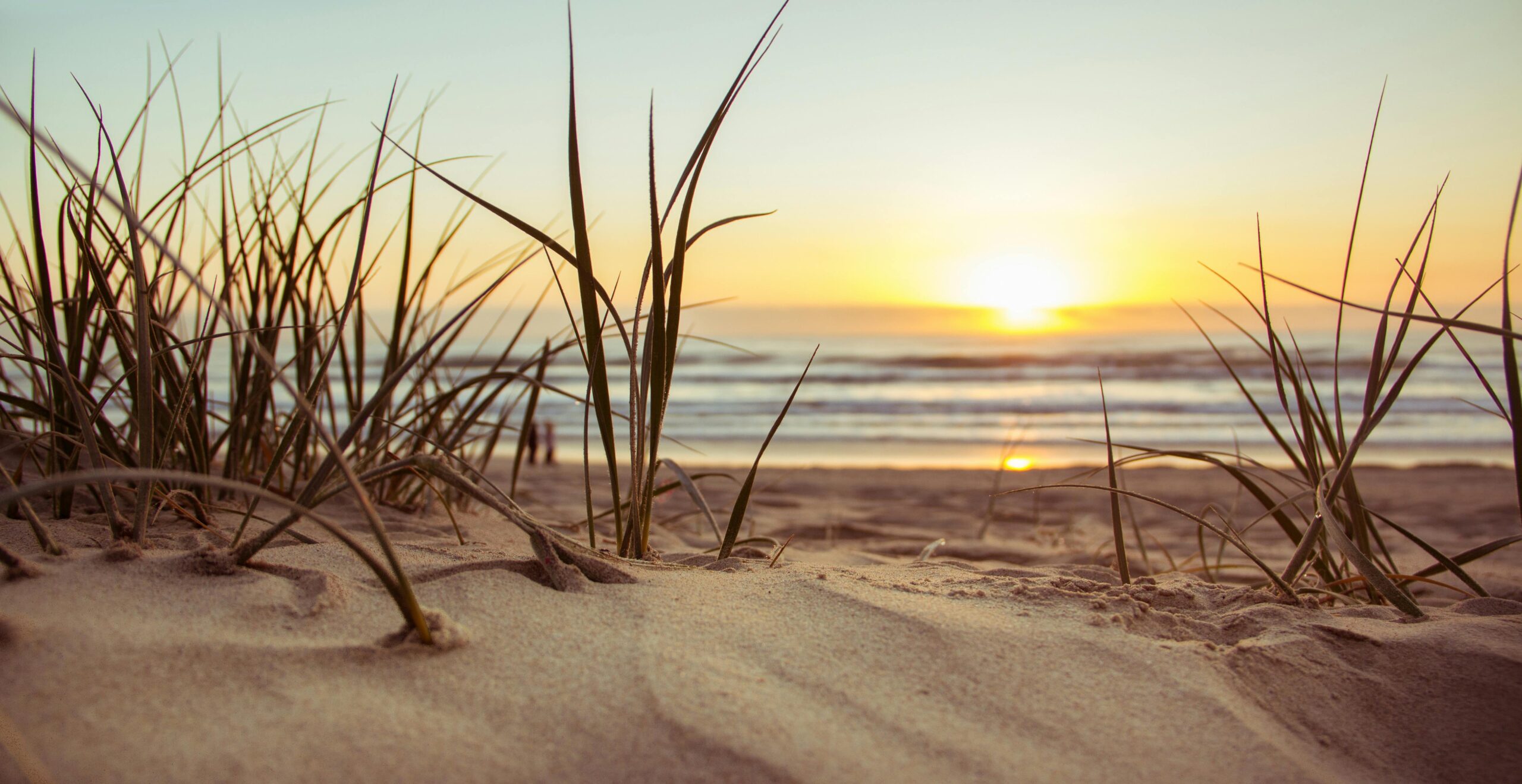 Close up of grass on a beach with a sunsetting over the ocean