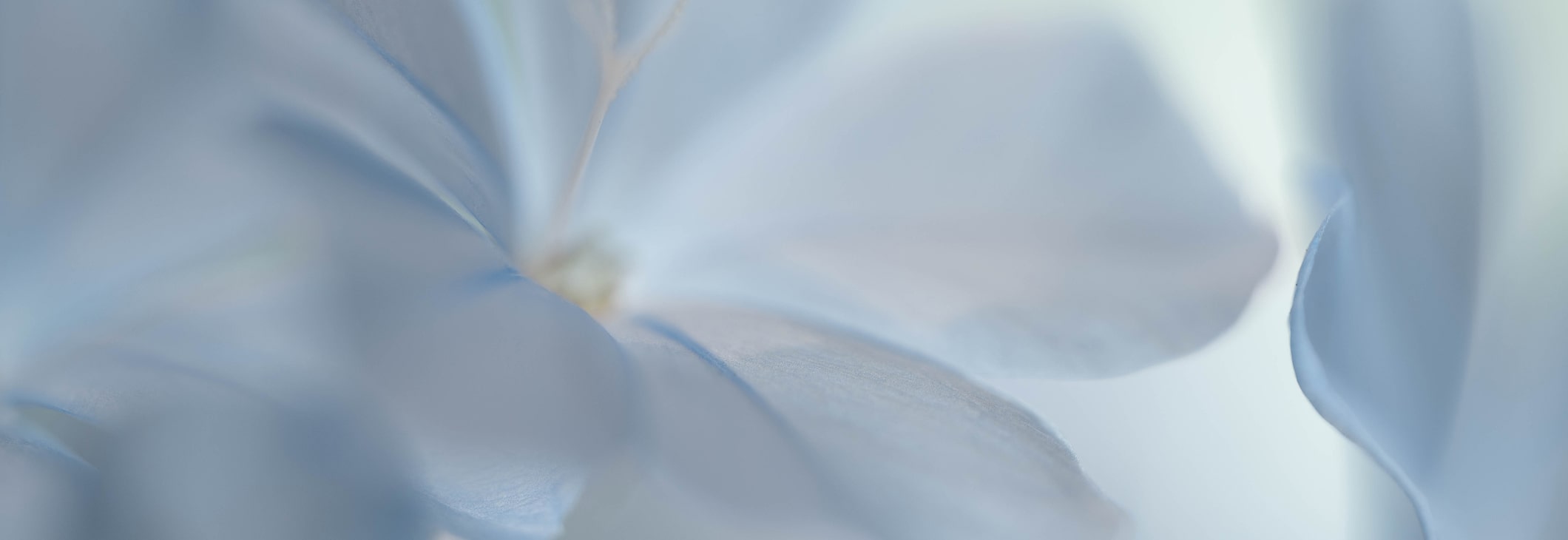 Close up of blue flowers